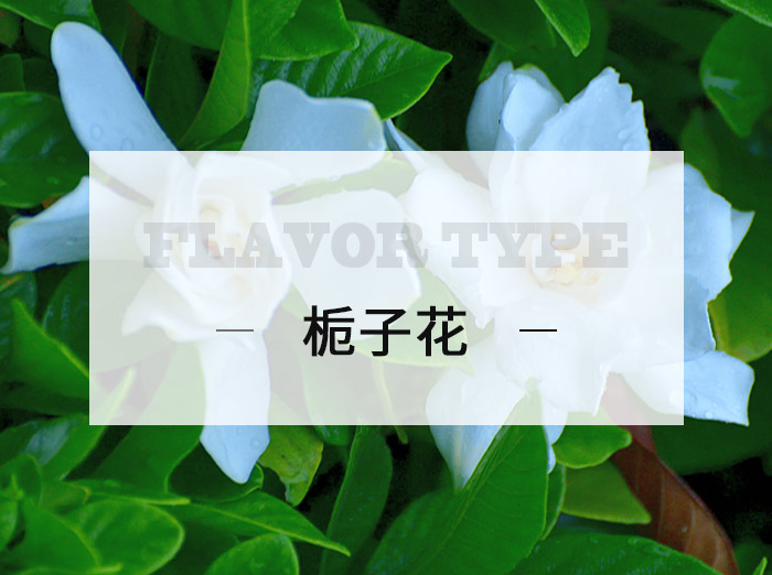 栀子花/Gardenia