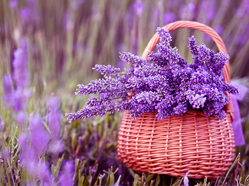 芝兰空间,香氛系统,空间香氛,香薰设备,香薰精油,香氛礼品定制